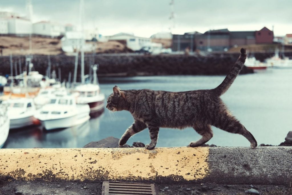 mythes over katten: ze hebben een hekel aan water