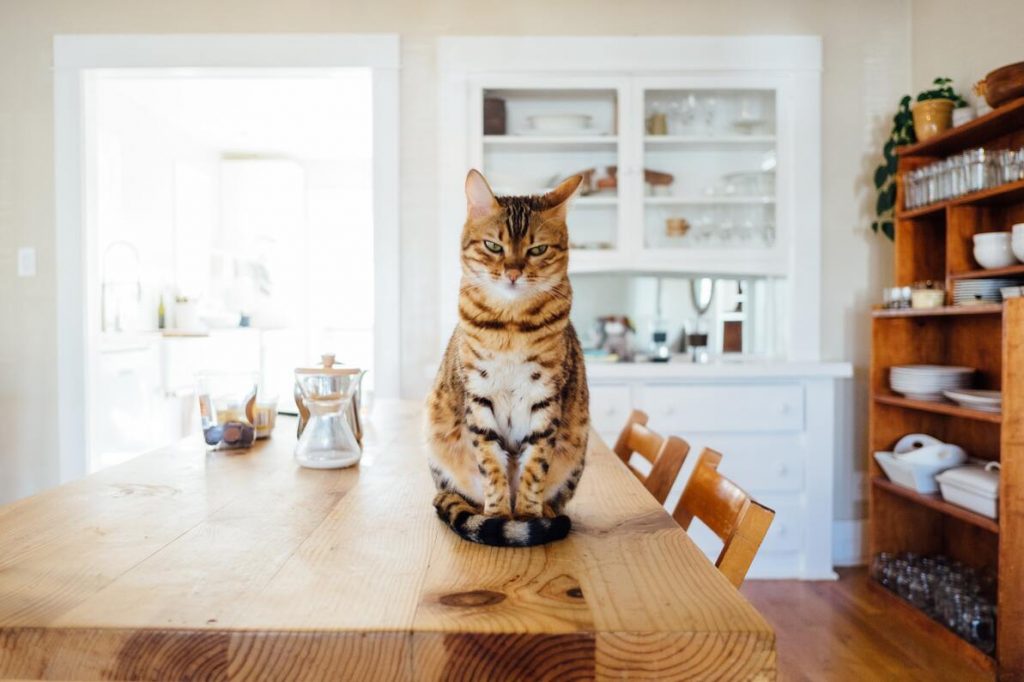 Hoe lang kunnen katten alleen worden gelaten?