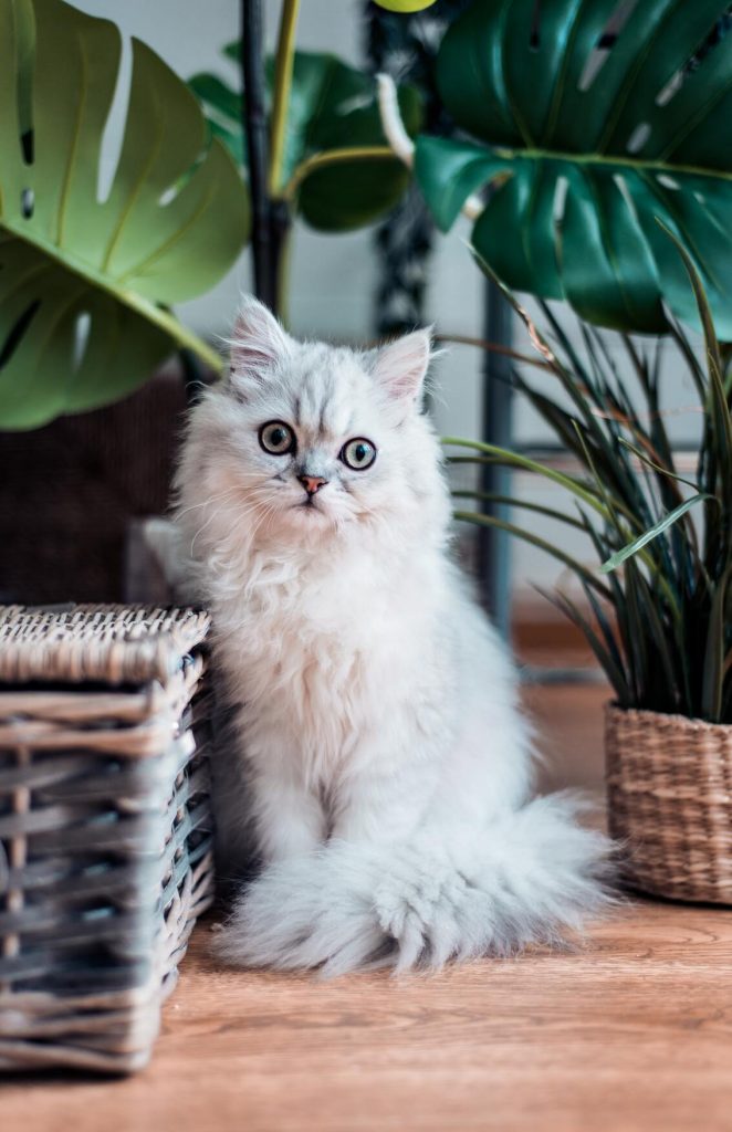 giftige kamerplanten voor katten