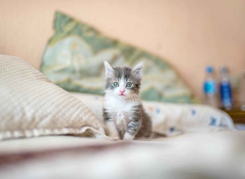 Hoe lang kunnen katten alleen worden gelaten?