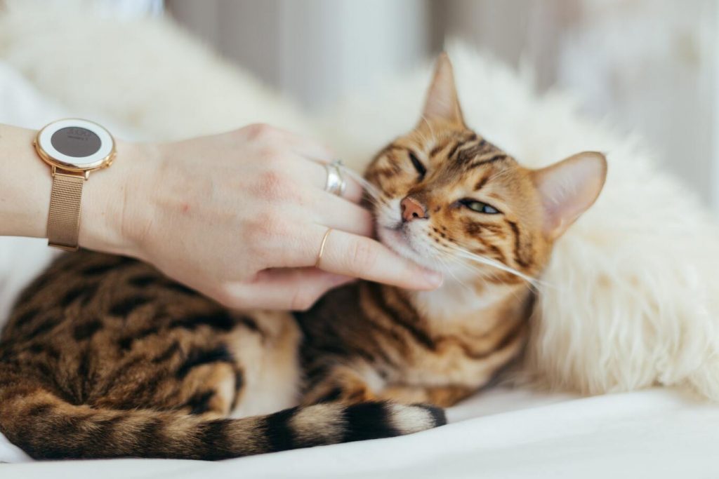 10 tekenen dat je kat van je houdt