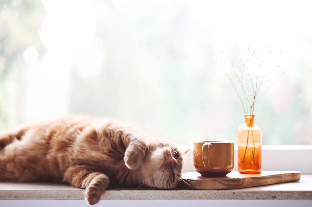 10 tekenen dat je kat van je houdt