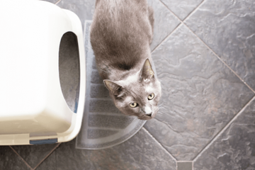 kattenbakvulling