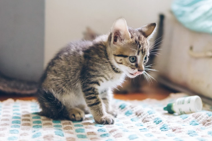 7 huishoudelijke artikelen die gevaarlijk zijn voor jouw kat