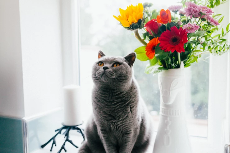 7 huishoudelijke artikelen die gevaarlijk zijn voor jouw kat