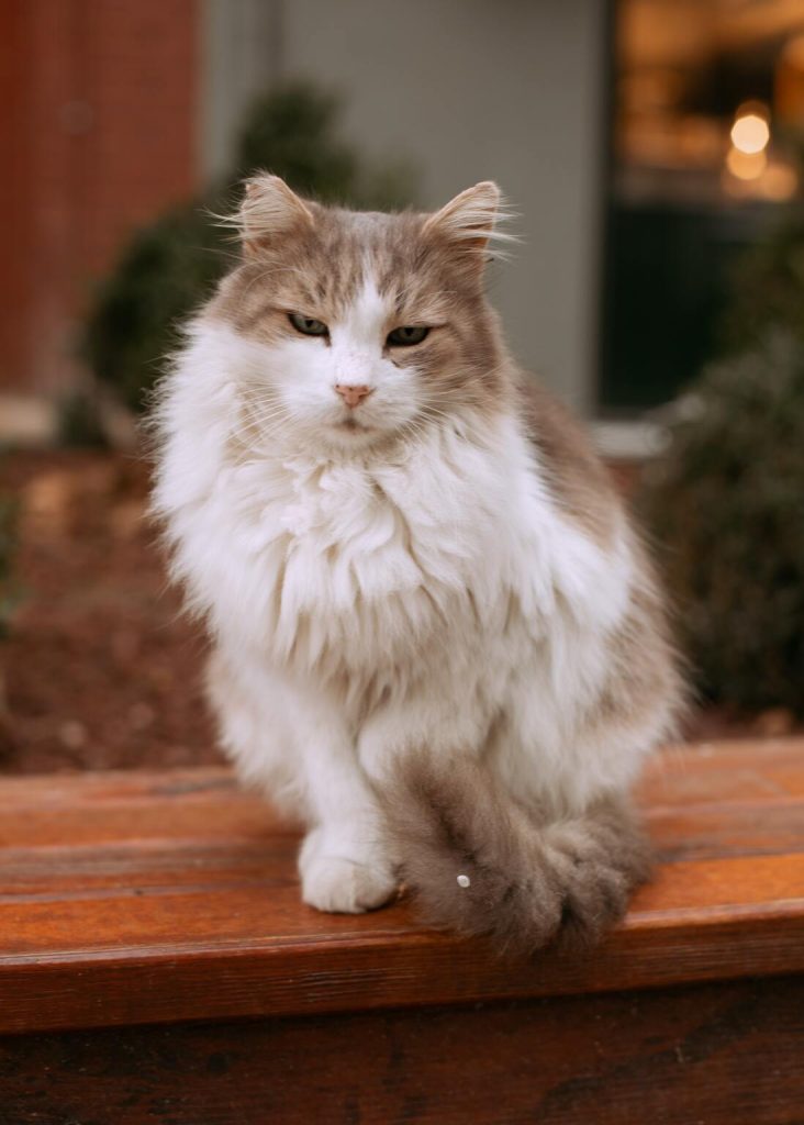 ragamuffin