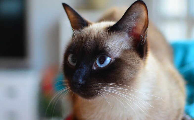 aanhankelijke katten rassen siamees