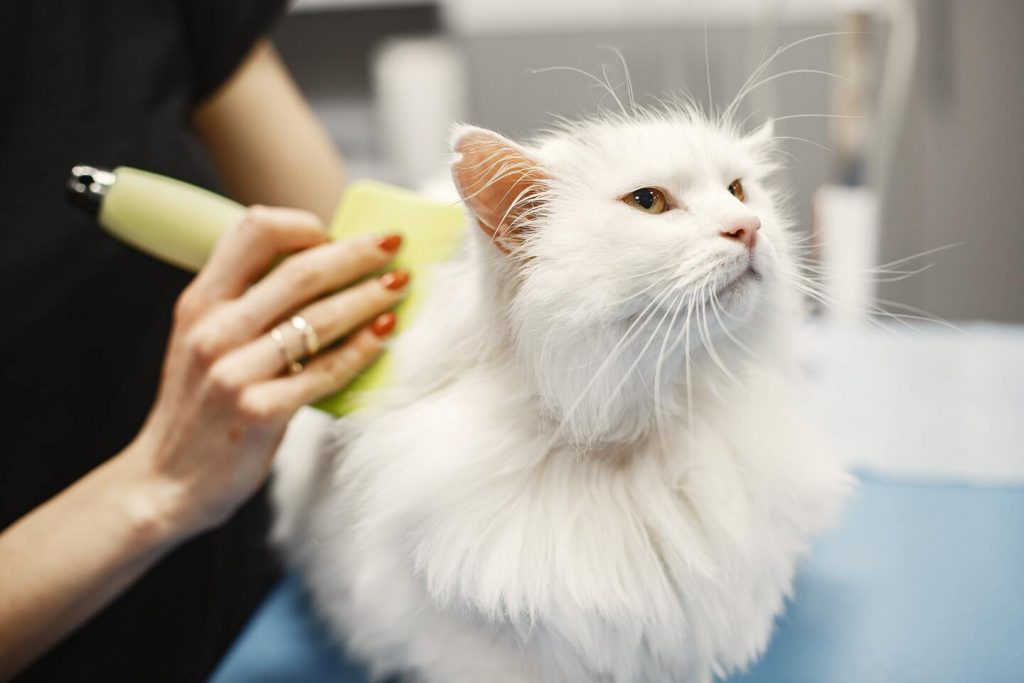 Langharige Katten Turkish angora