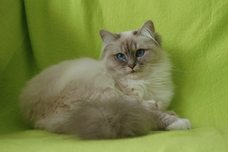Langharige Katten birmaan