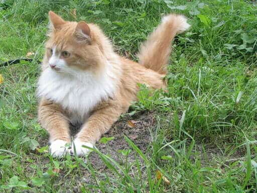 Langharige Katten siberische kat