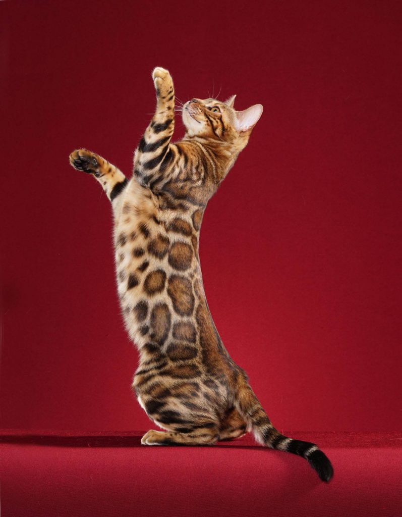 kattenrassen bengaal
