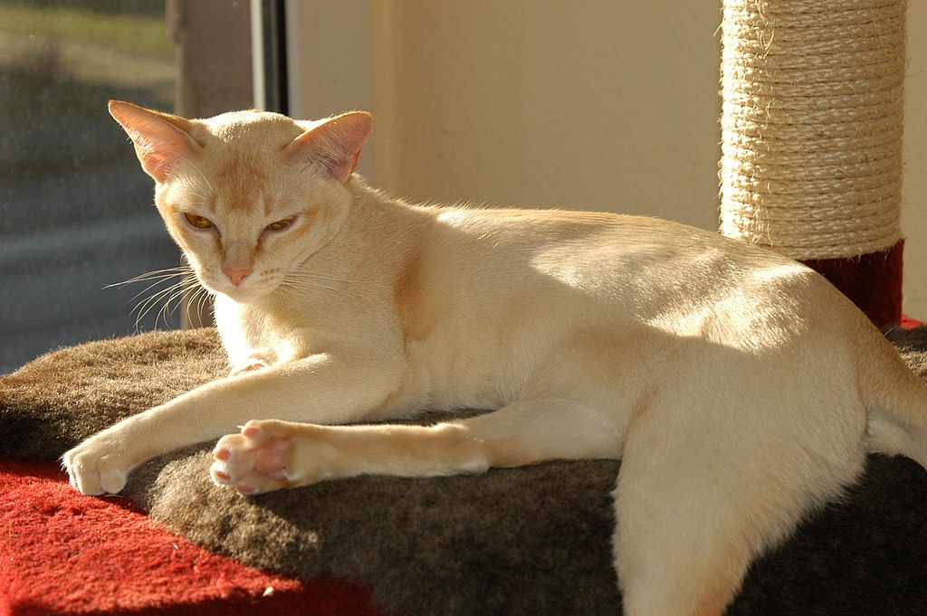 burmees kattenrassen