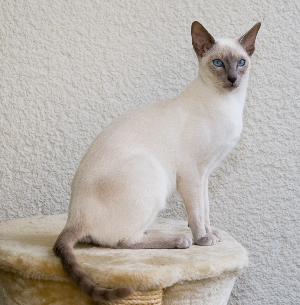 kattenrassen siamees
