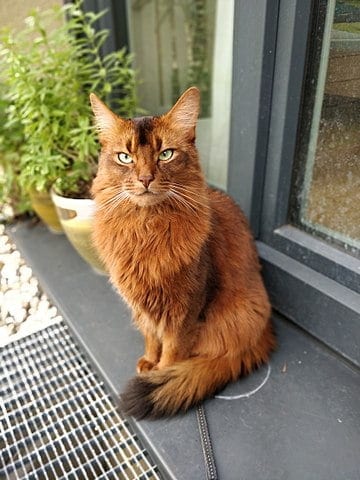 kattenrassen