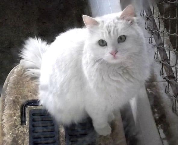 kattenrassen
