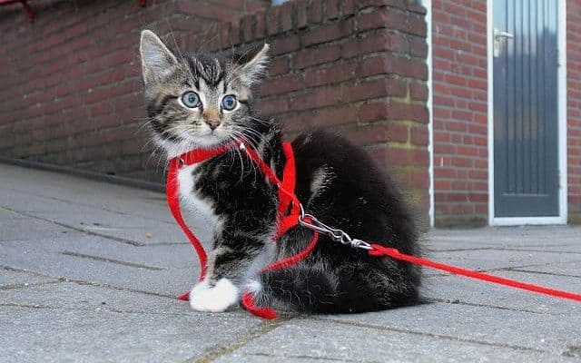 Kitten met kattentuigjes