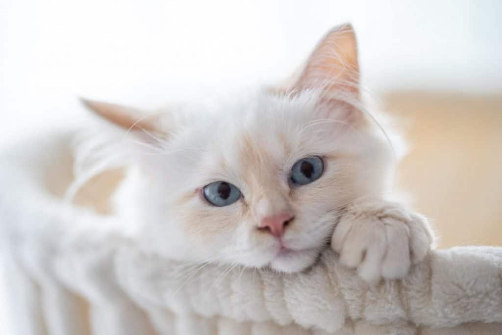 kattenrassen birmaan