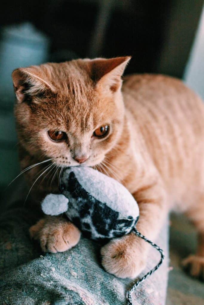 kattenspeelgoed muis