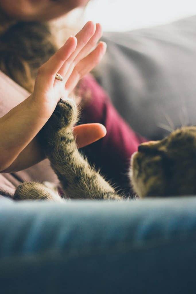 Katten houden van mensen 