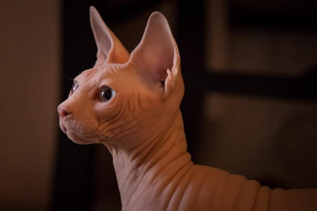 kattenrassen sphynx