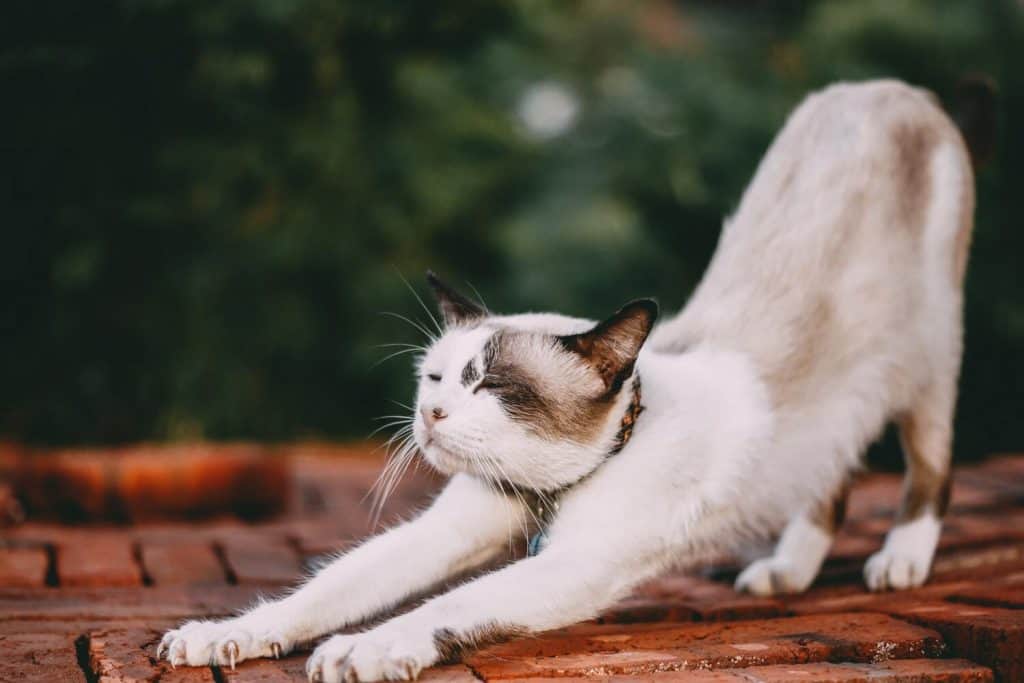 grappige kattennamen
