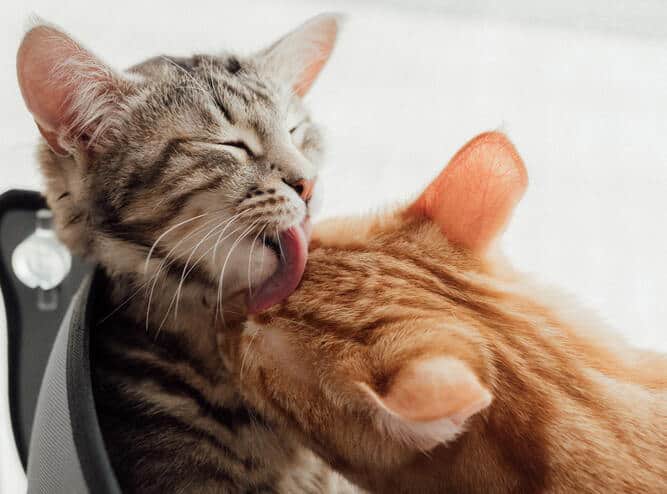 Katten houden van vachtverzorging en verzorgd worden 