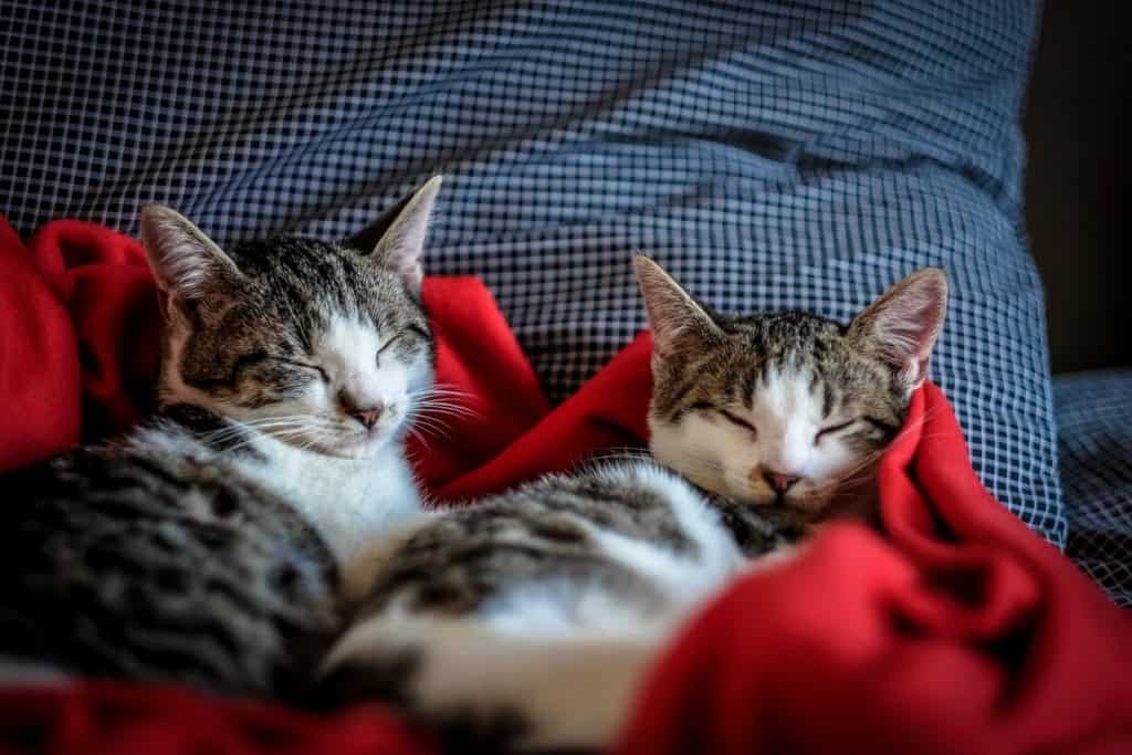 Katten houden van dutjes doen 