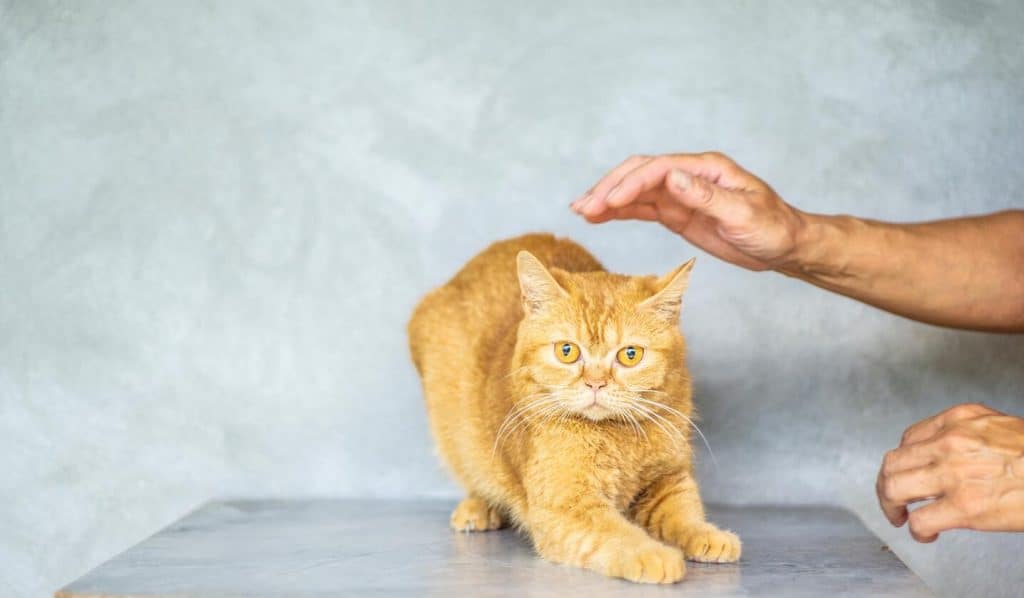 katten zijn bang voor nieuwe mensen