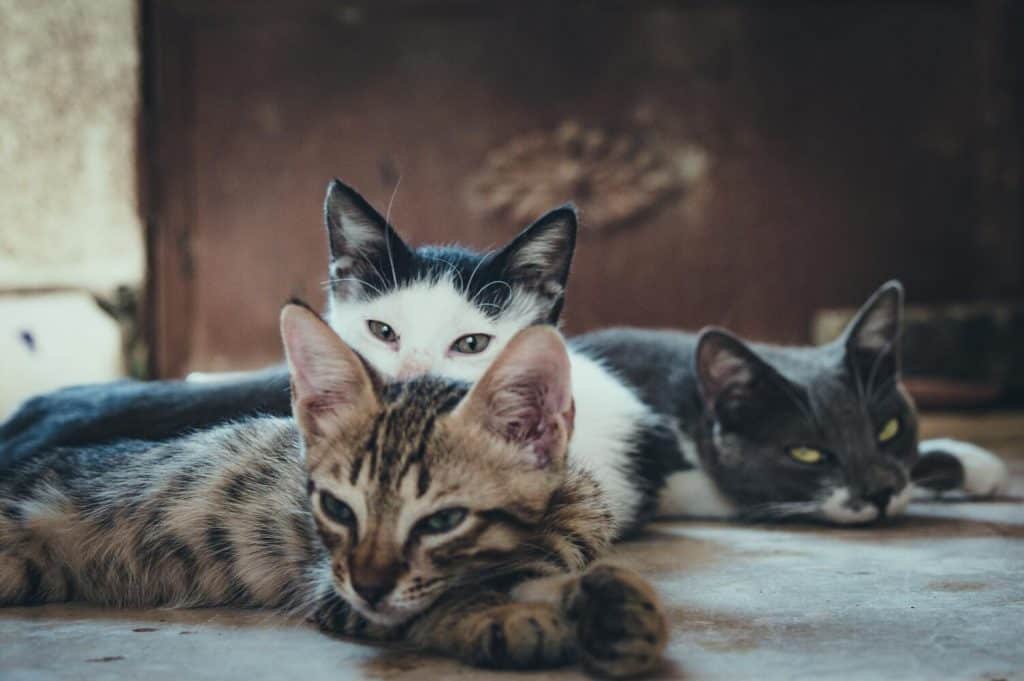katten niezen